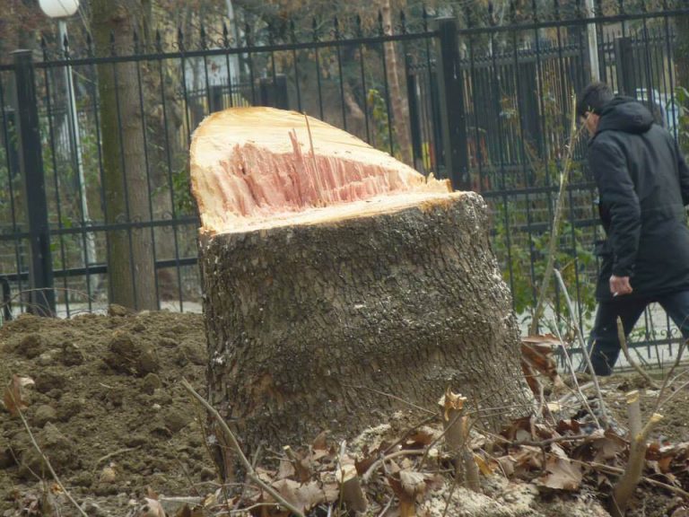 Реакција на ДОМ по повод сечата на дрва во општина Чаир