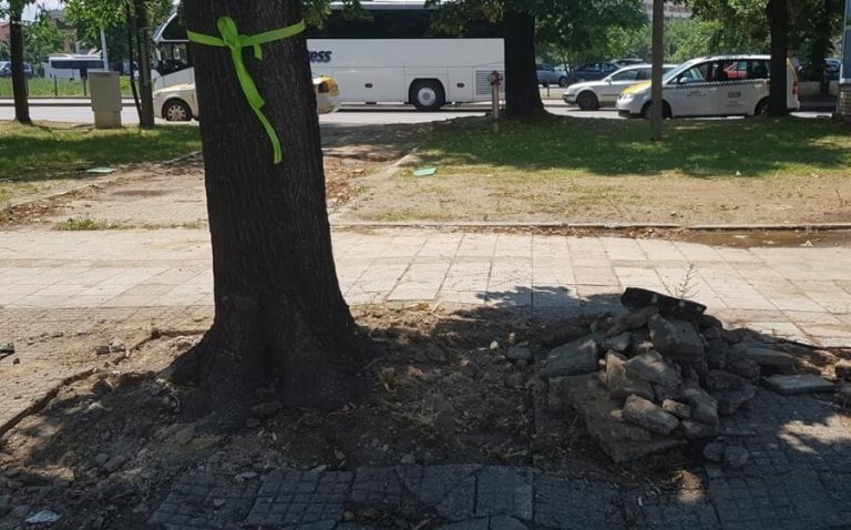 Спасување “заробени“ дрва – 1 ДЕН